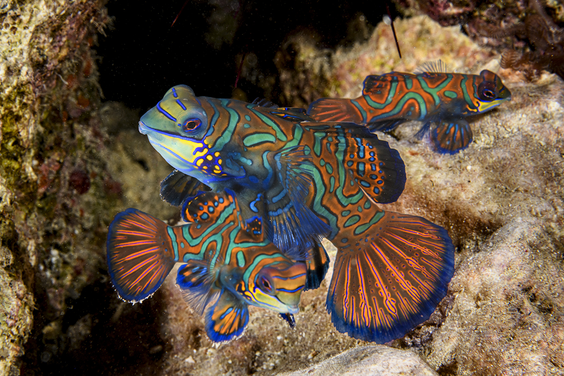 An adult Mandarinfish (Synchiropus splendidus) begins is courtship with of the two smaller females present.
Shot with a Nauticam housed Nikon D850 and 60mm Macro. Camera settings: 1/180 sec. at f/22, ISO 200. Light provided by a pair of Retra strobes set on manual with power level at 25 (roughly 3/4 power. 