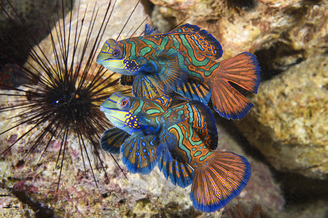 Two adult male Mandarinfish (Synchiropus splendidus) working it to gain the attention of the females present.