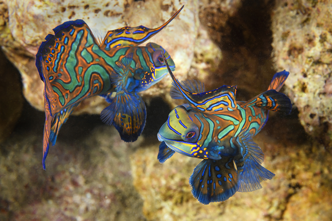 Two male Mandarinfish (Synchiropus splendidus) squaring off for a fight. 