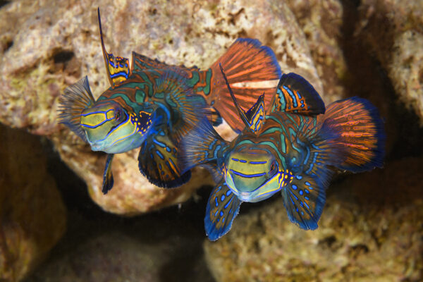 Mandarinfish (Synchiropus splendidus)