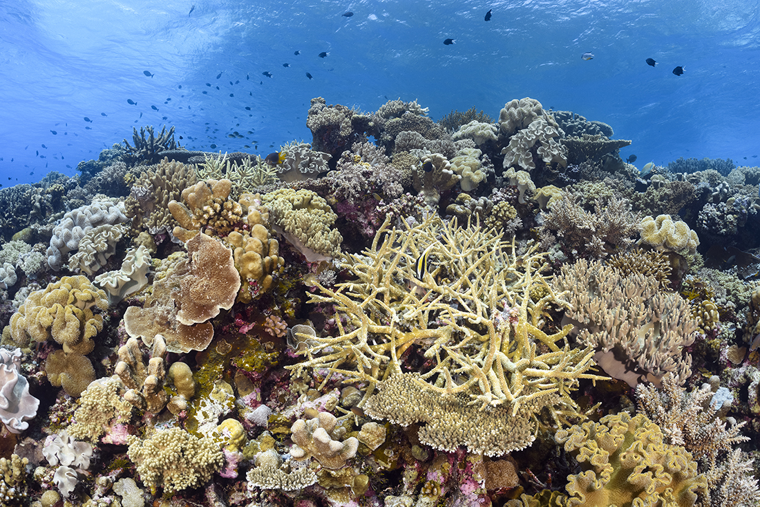 One of the many sun-lit shallow reefs you will see that are often set next to a vertical relief.